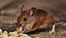 24 Hour & Emergency Exterminators in Lamoure, ND